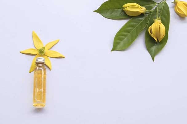 YLANG YLANG OIL VISTA.COM